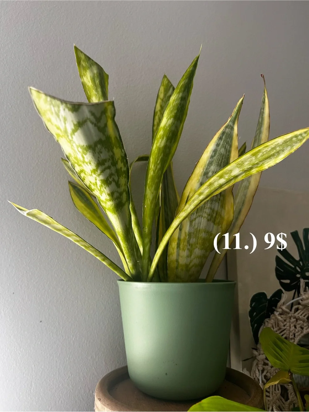 Green Variegated Snake Plant in Green Planter - Home Accents